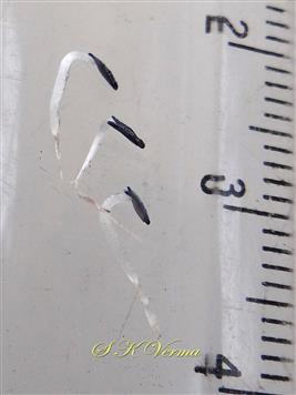  Three smaller stamens